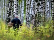 Штраф за сбор грибов предложено ввести в КоАП в 2020 году