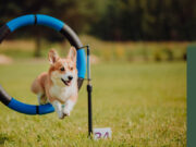 Пять причин, почему важно обучать собаку: рекомендации кинологов