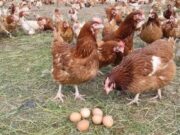 Бизнес по выращиванию кур