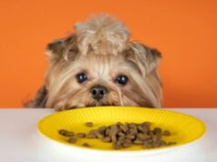 Выбор сухого корма для собак: на что обратить внимание