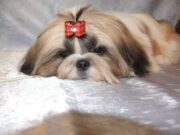 Ши-тцу: описание породы