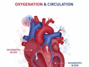 Мотор на пределе: как дефицит железа изнашивает сердце и сосуды