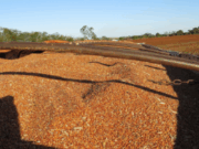 Суданская трава — ценный кормовой ресурс для животноводства