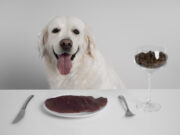 Какое мясо лучше для собак разного возраста