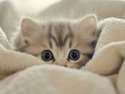 Корм для котят: залог здоровья и правильного развития вашего любимца