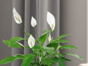 Зонирование пространства без перегородок: большие растения в белых кашпо