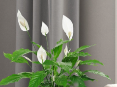 Зонирование пространства без перегородок: большие растения в белых кашпо