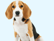 Почему правильное питание важно для питомца